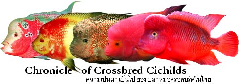 Chronicle of Crossbred Cichilds